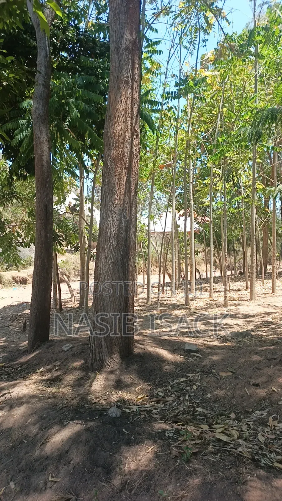 Shamba La Miti