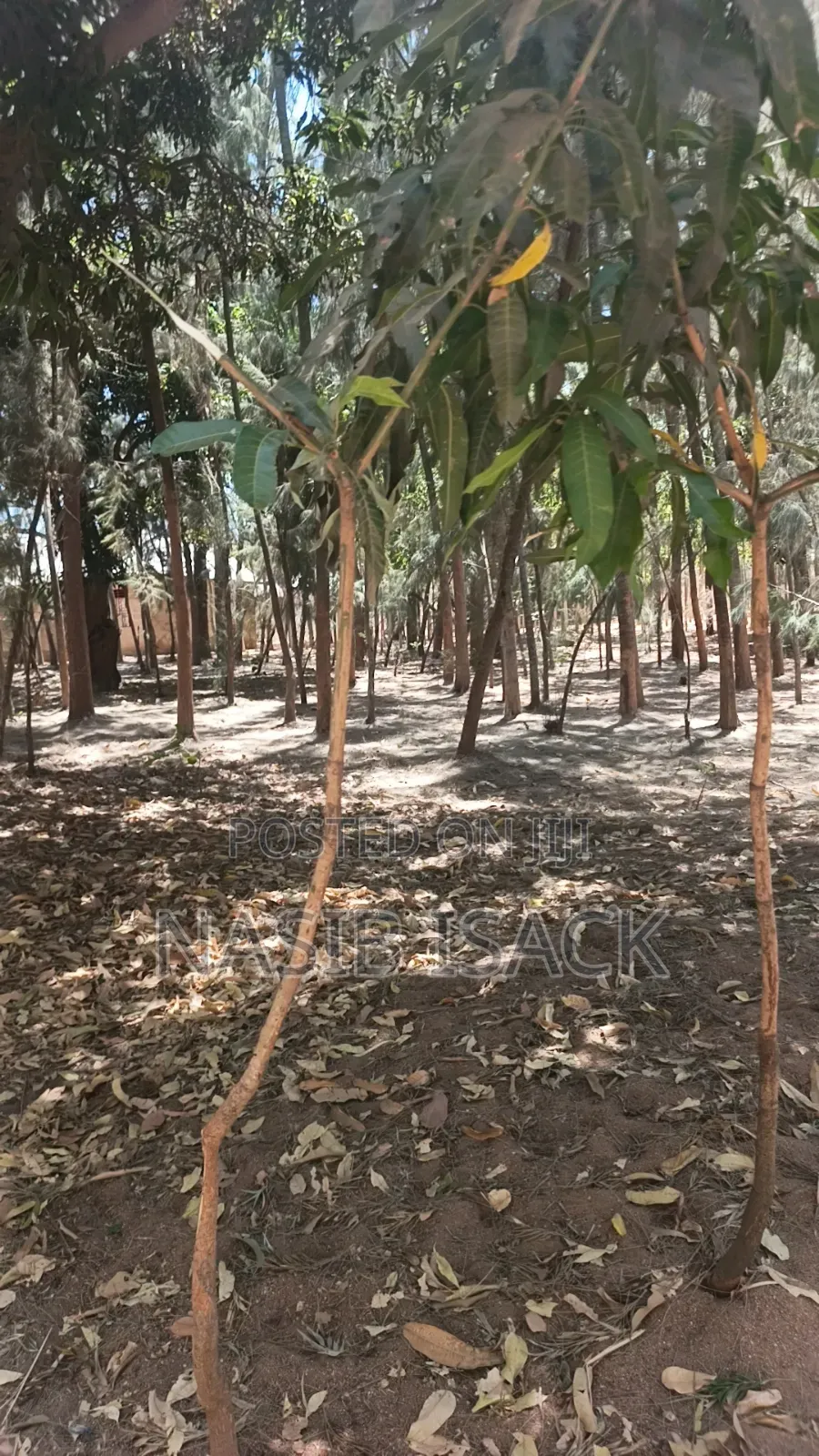 Shamba La Miti