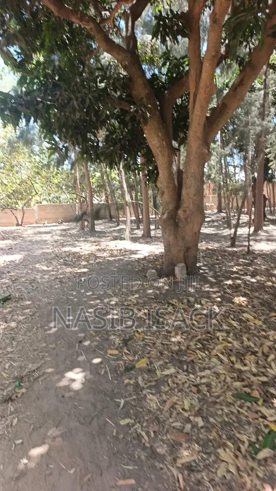 Shamba La Miti