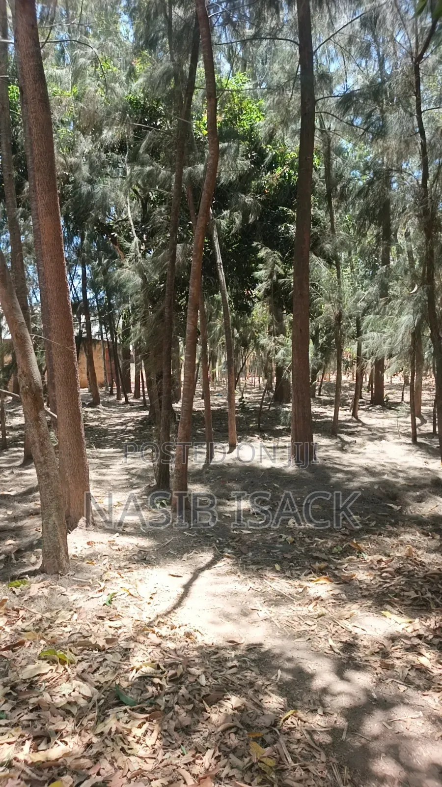 Shamba La Miti
