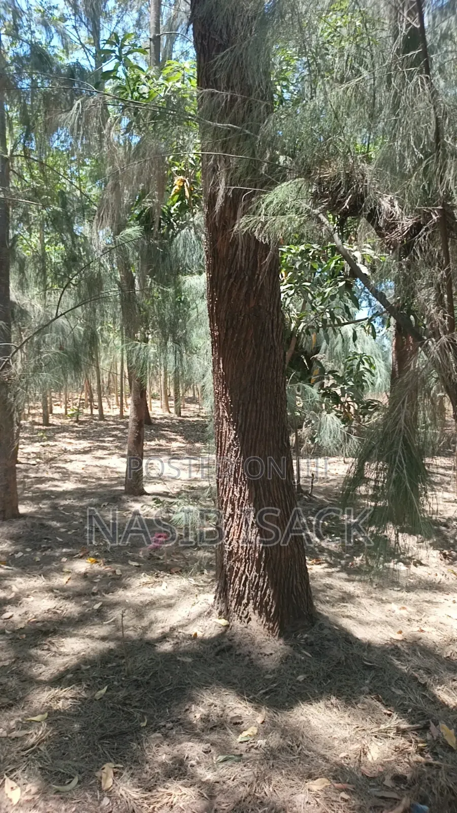 Shamba La Miti