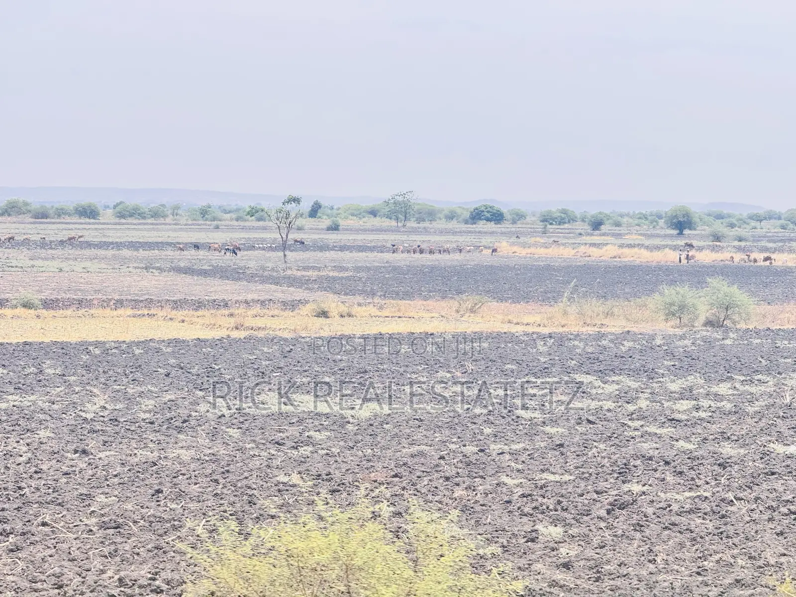 Shamba La Kilimo Linauzwa Magu