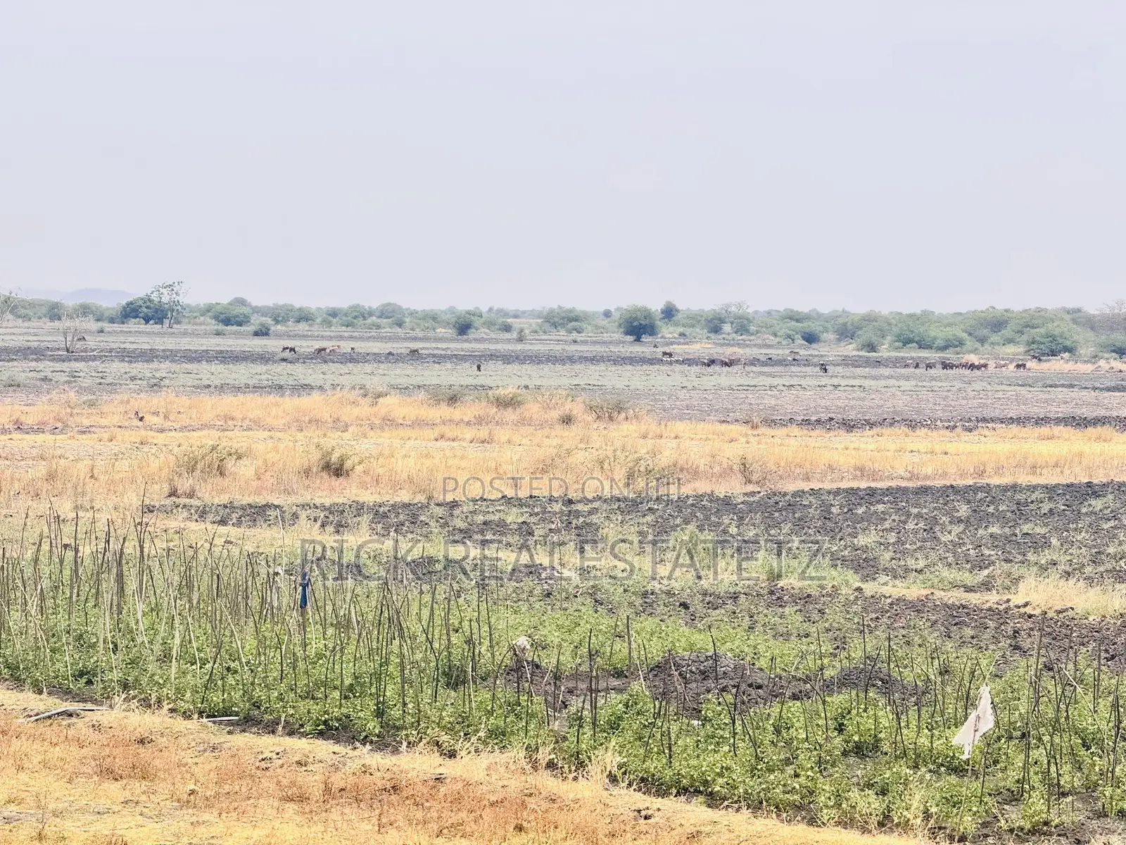 Shamba La Kilimo Linauzwa Magu