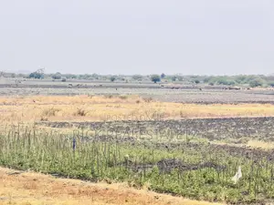Shamba La Kilimo Linauzwa Magu