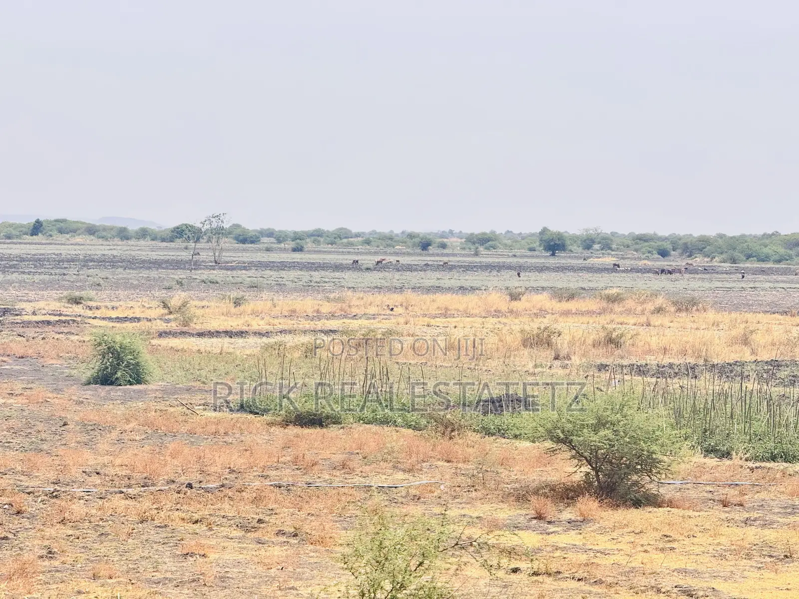Shamba La Kilimo Linauzwa Magu