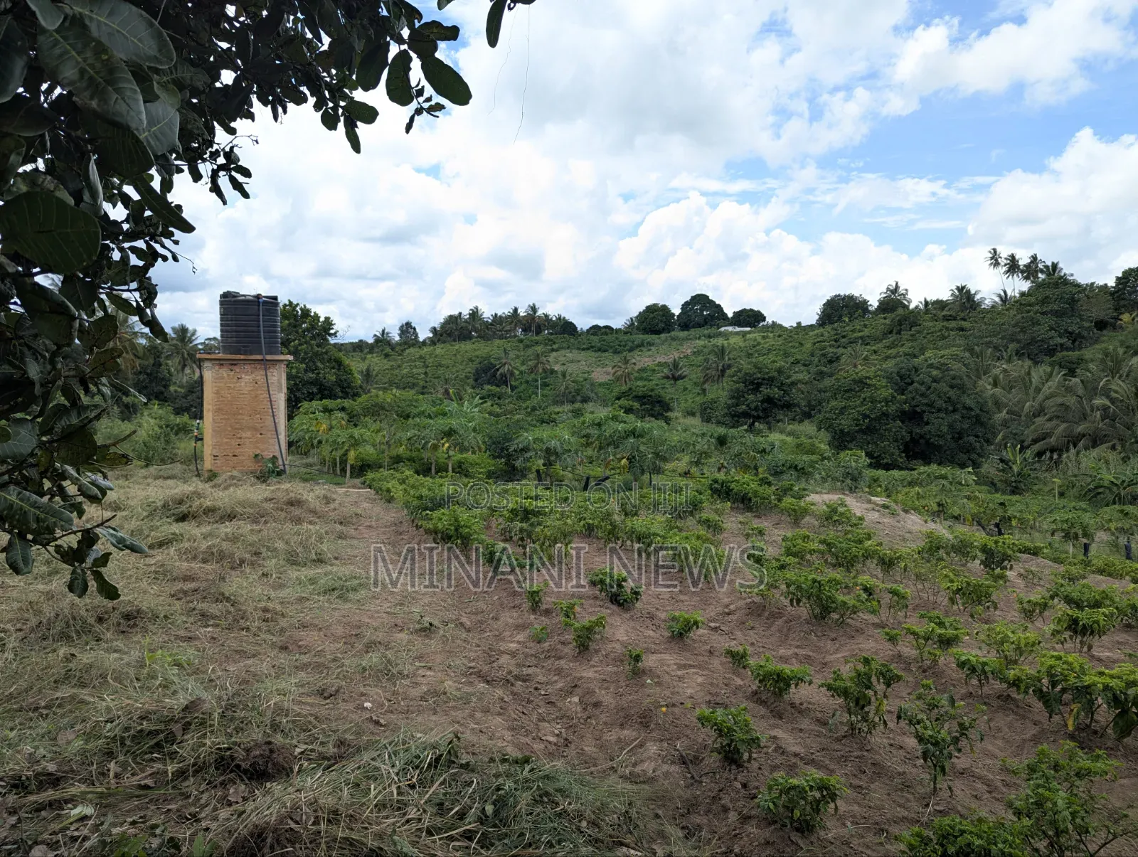 Shamba Kiwanja _ Msanga Sokoni