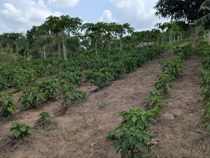 Shamba Kiwanja _ Msanga Sokoni