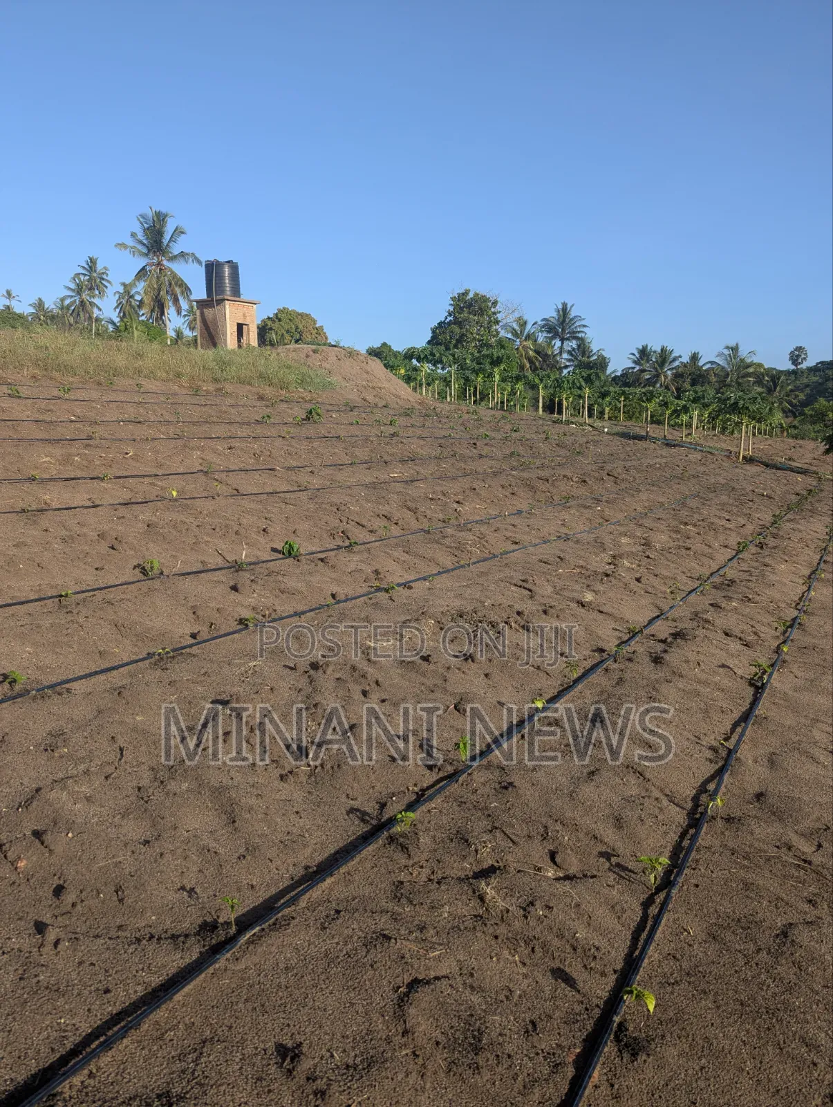 Shamba Kiwanja _ Msanga Sokoni