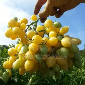 Crazy Cherry Berry Tomato