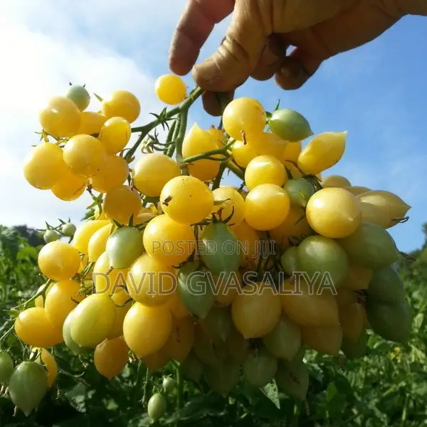 Crazy Cherry Berry Tomato