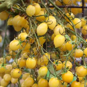 Crazy Cherry Berry Tomato