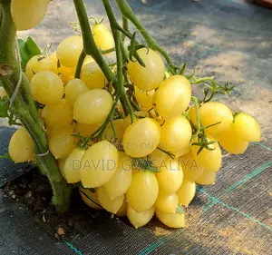 Crazy Cherry Berry Tomato