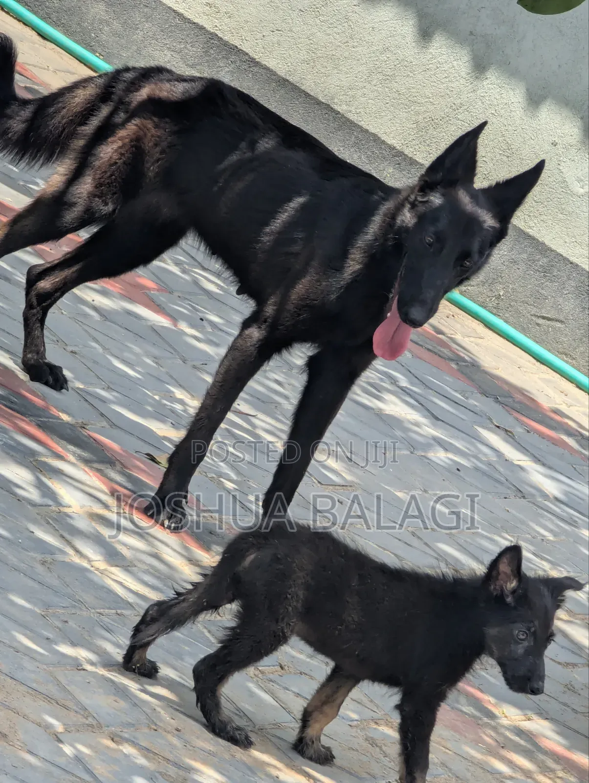6-12 months Female Purebred German Shepherd