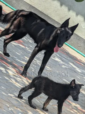 6-12 months Female Purebred German Shepherd