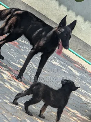 6-12 months Female Purebred German Shepherd