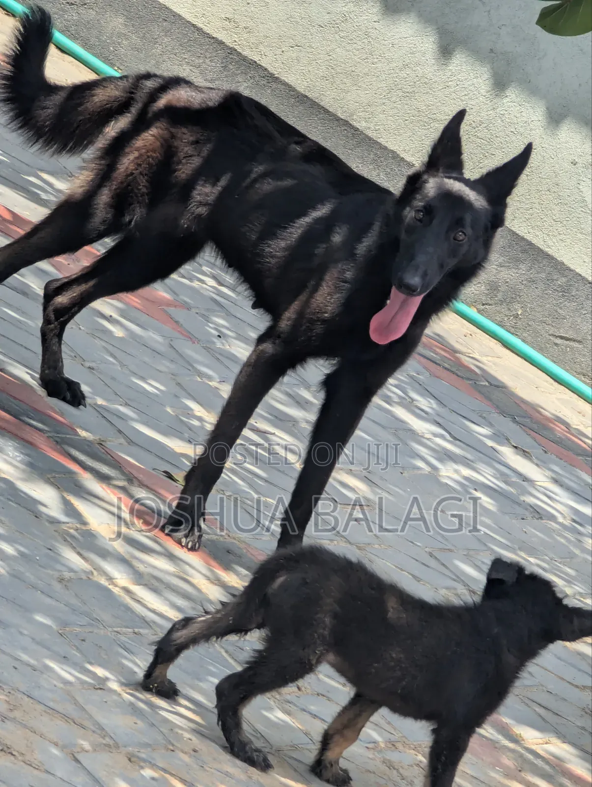 6-12 months Female Purebred German Shepherd