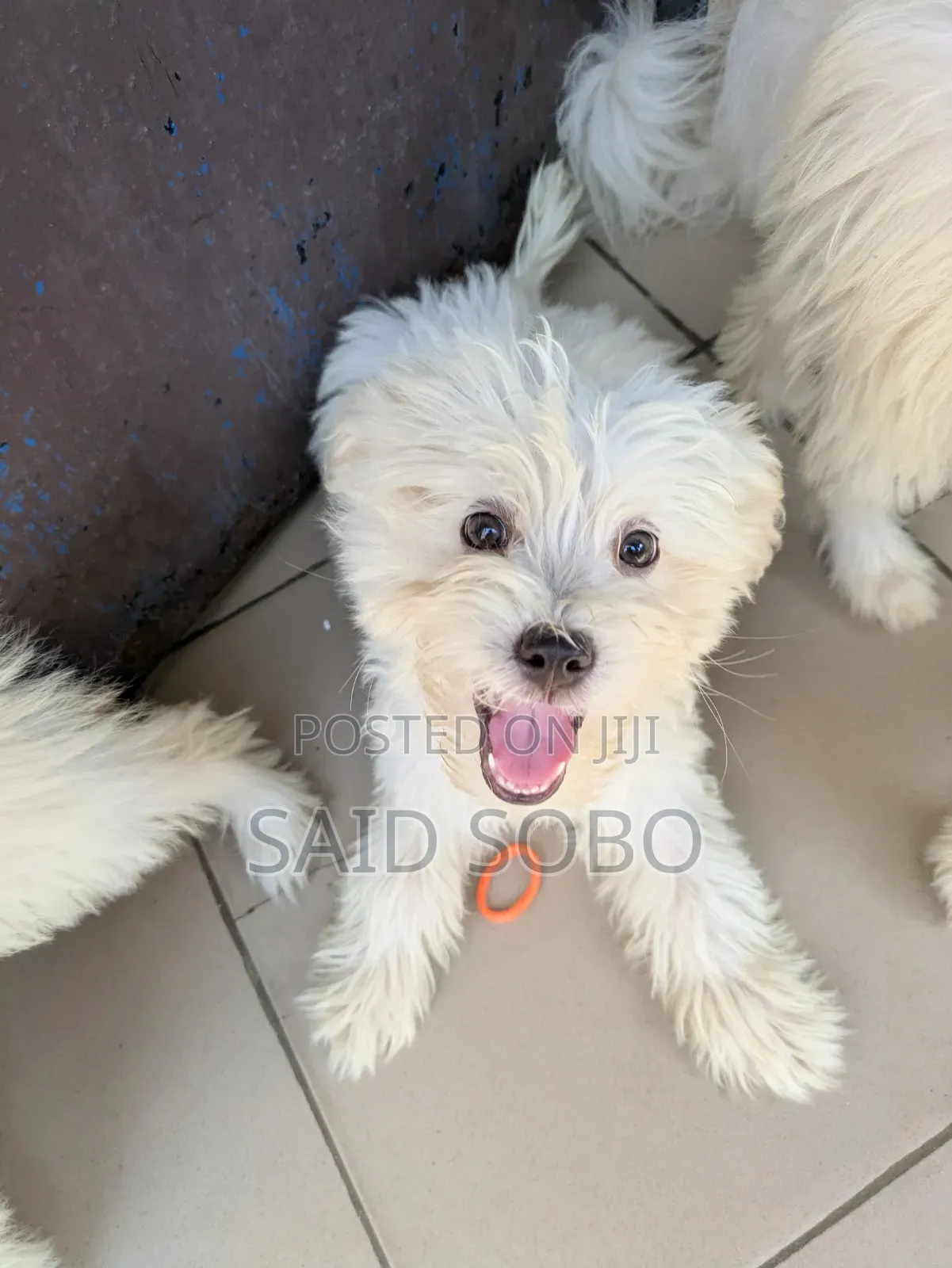 1-3 months Male Purebred Maltese