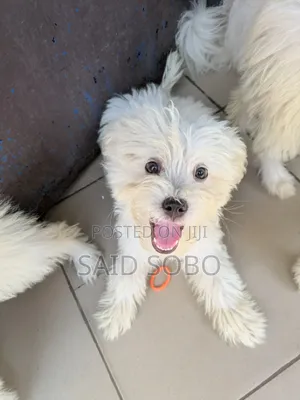 1-3 months Male Purebred Maltese