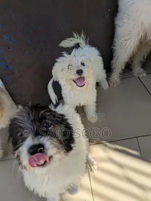 1-3 months Male Purebred Maltese