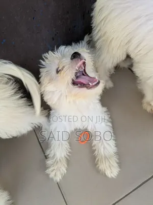 1-3 months Male Purebred Maltese