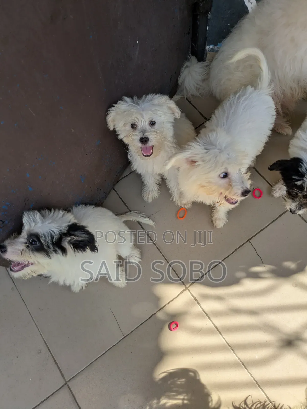 1-3 months Male Purebred Maltese