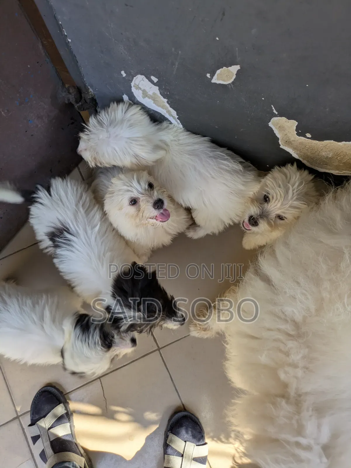 1-3 months Male Purebred Maltese