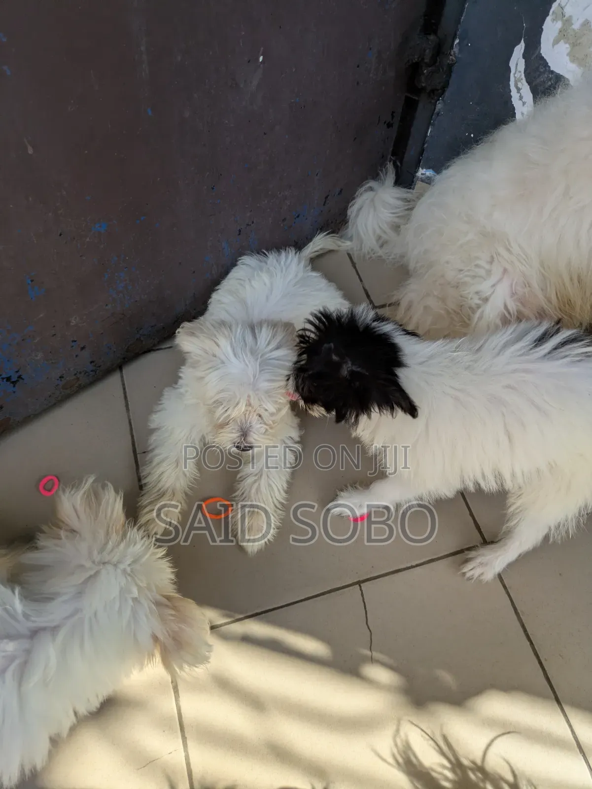 1-3 months Male Purebred Maltese