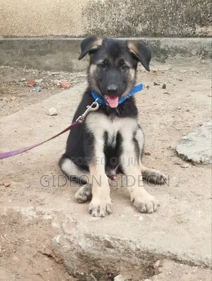 1-3 months Male Purebred German Shepherd