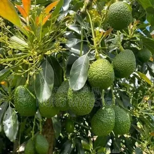 Miche Bora Ya Avocado