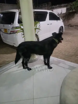6-12 months Female Mixed Breed German Shepherd