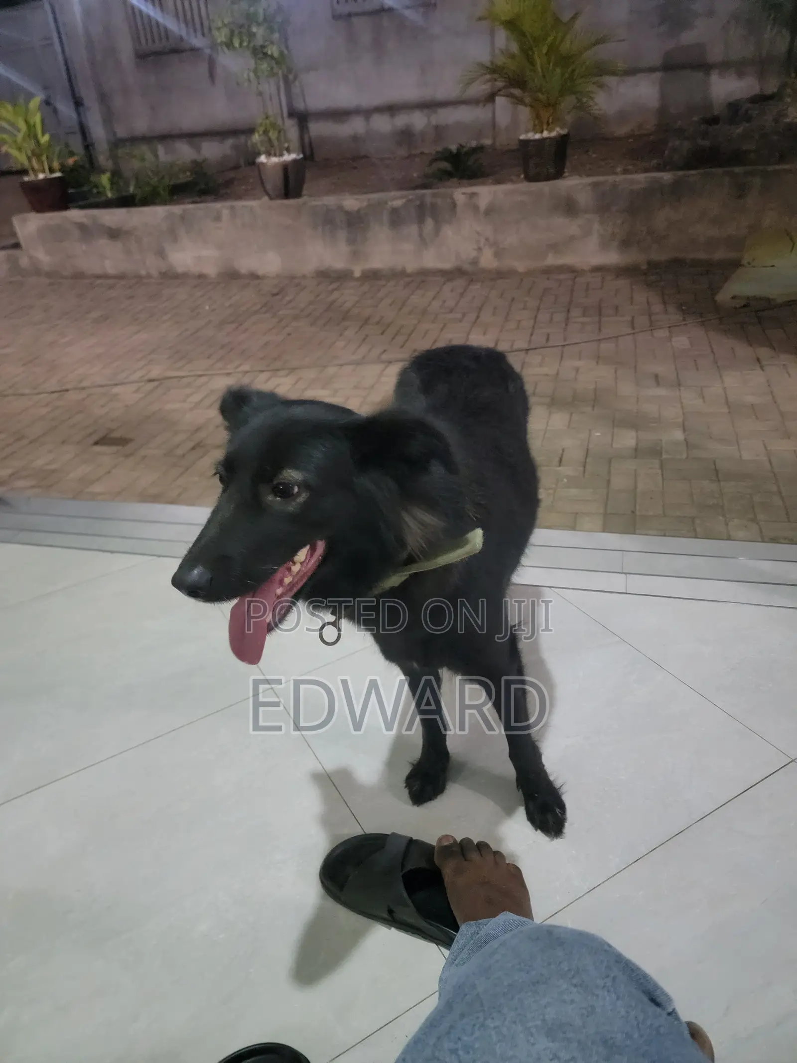 6-12 months Female Mixed Breed German Shepherd