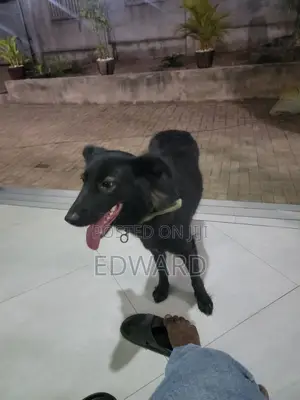6-12 months Female Mixed Breed German Shepherd