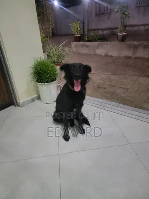 6-12 months Female Mixed Breed German Shepherd