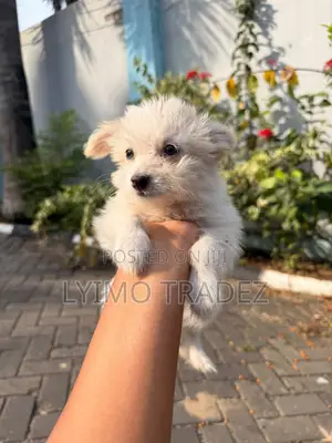 1-3 months Male Purebred Maltese