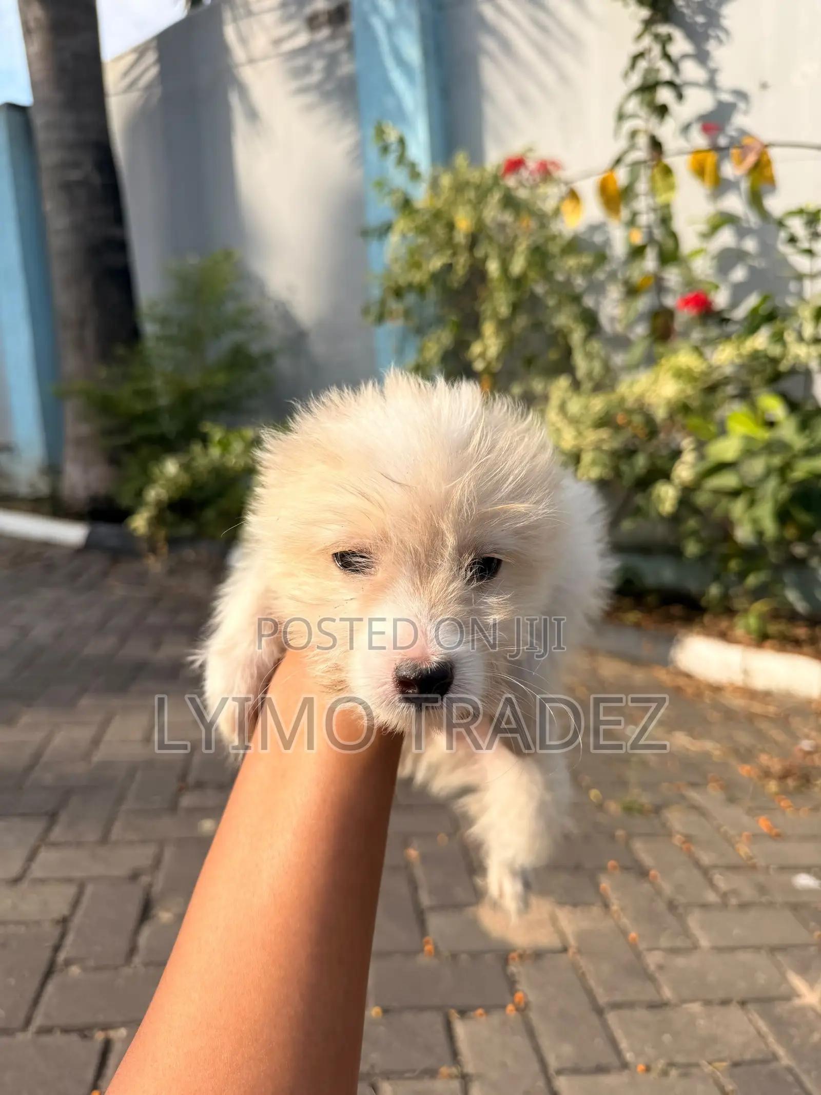 1-3 months Male Purebred Maltese