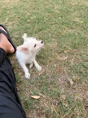 1-3 months Male Purebred Maltese