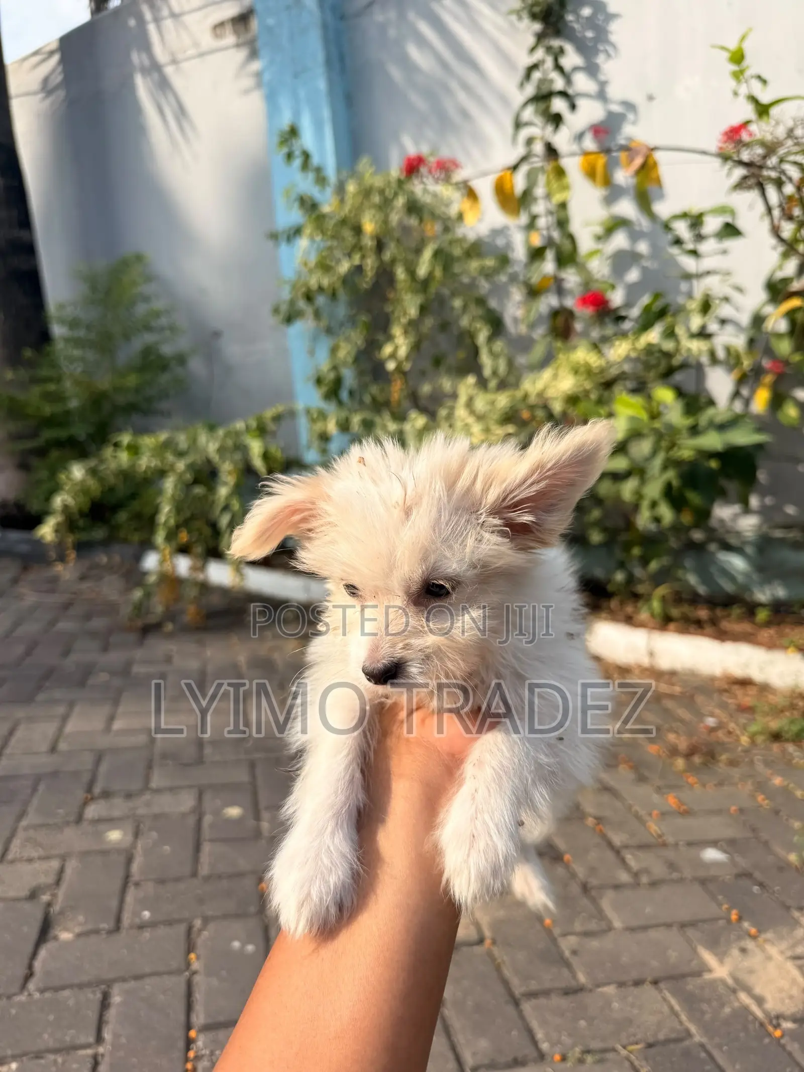 1-3 months Male Purebred Maltese