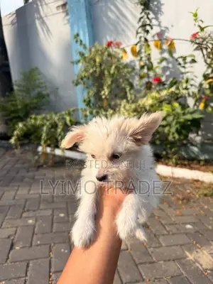 1-3 months Male Purebred Maltese