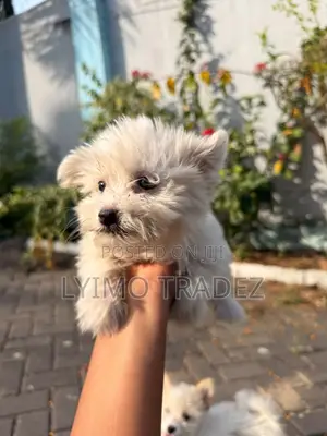 1-3 months Male Purebred Maltese