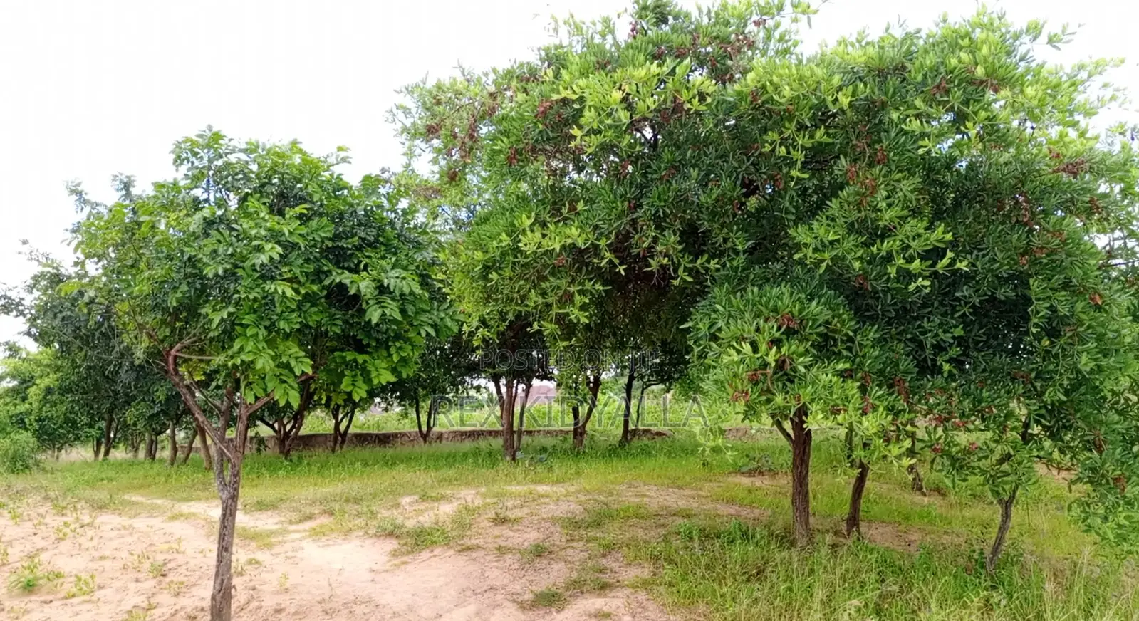 Land for Sale